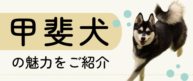 甲斐犬の魅力をご紹介